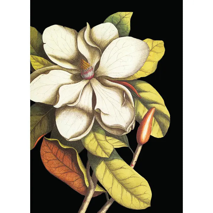 MAGNOLIA MINI ENCLOSURE CARD-P.FLYNN