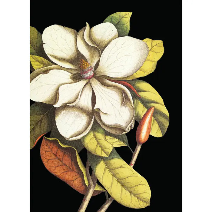 MAGNOLIA MINI ENCLOSURE CARD-P.FLYNN